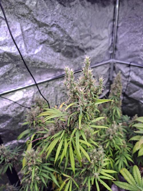 Ivory Coast Landrace - Love of Landrace. Week 17