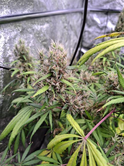 Ivory Coast Landrace - Love of Landrace. Week 17