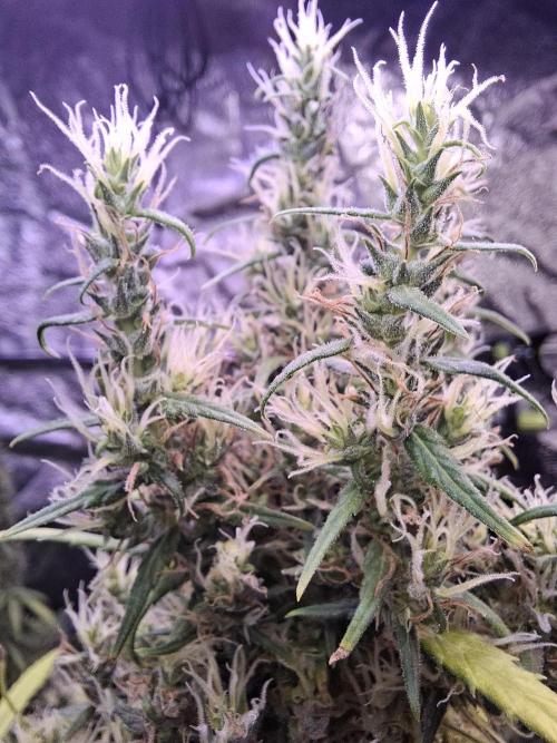 Ivory Coast Landrace - Love of Landrace. Week 17