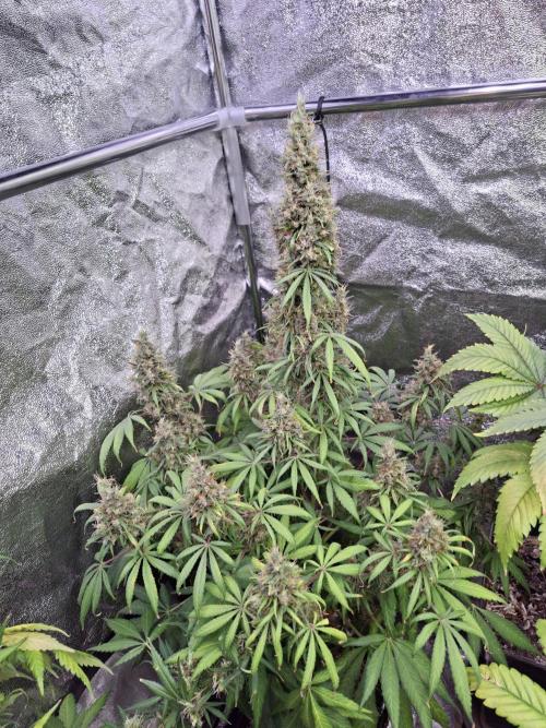 80s Durban Poison - Love of Landrace. Week 19