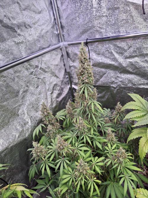 80s Durban Poison - Love of Landrace. Week 19
