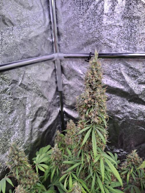 80s Durban Poison - Love of Landrace. Week 19