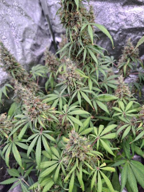 80s Durban Poison - Love of Landrace. Week 19
