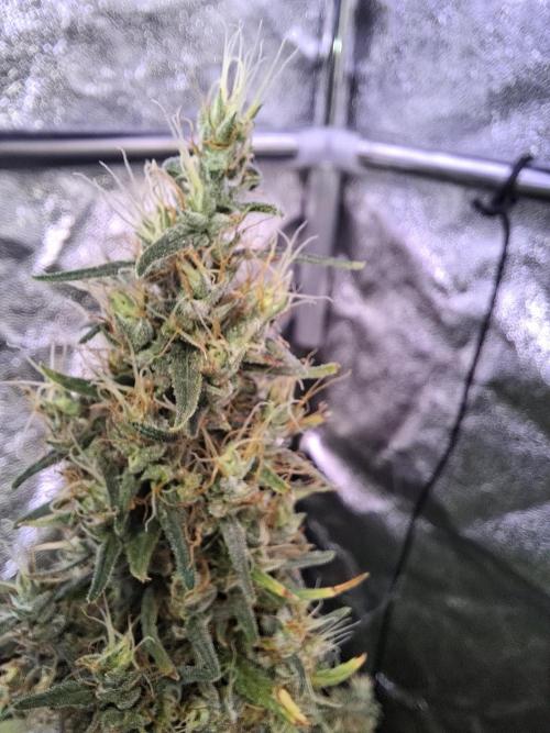 80s Durban Poison - Love of Landrace. Week 19