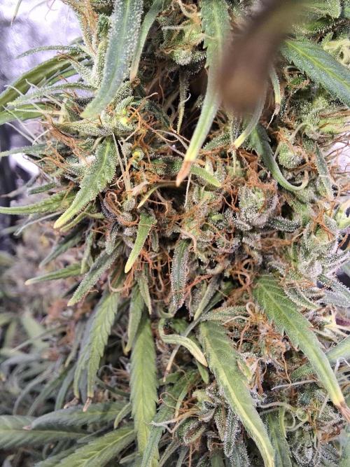 80s Durban Poison - Love of Landrace. Week 19