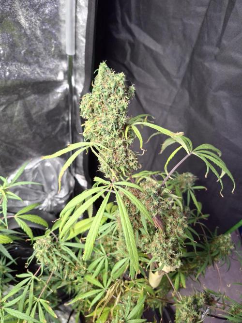 Nigerian Sativa #2 - Love of Landrace. Week 19