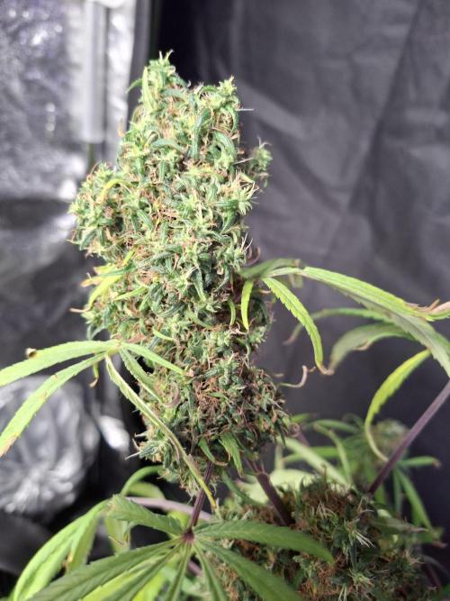 Nigerian Sativa #2 - Love of Landrace. Week 19