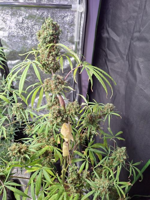Nigerian Sativa #2 - Love of Landrace. Week 19
