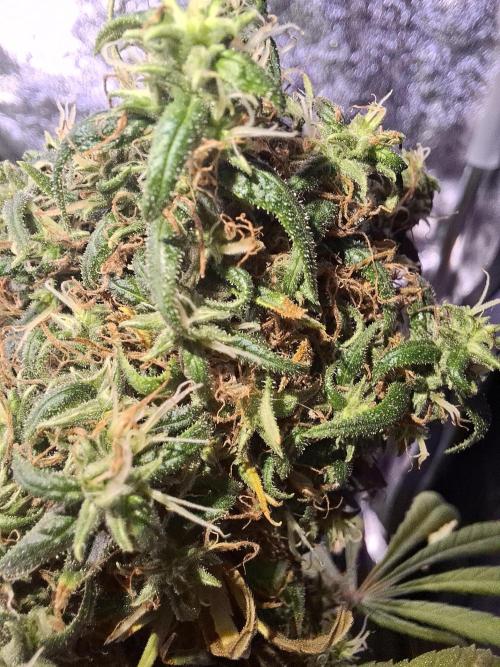 Nigerian Sativa #2 - Love of Landrace. Week 19