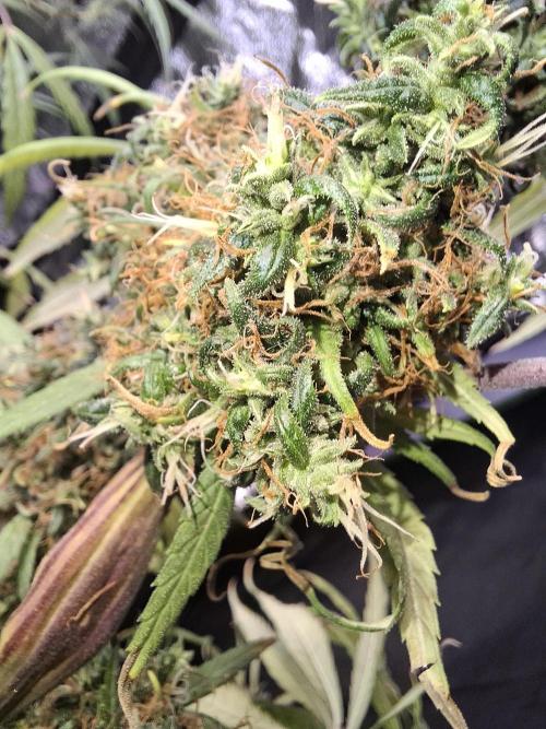 Nigerian Sativa #2 - Love of Landrace. Week 19