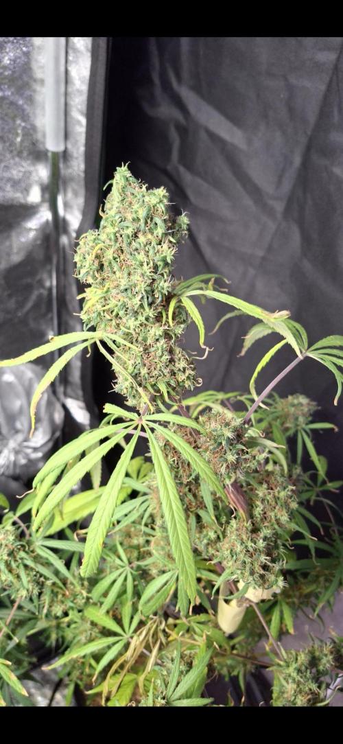 Nigerian Sativa #2 - Love of Landrace. Week 1