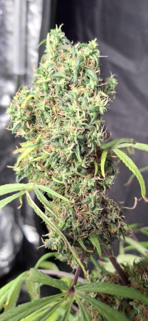 Nigerian Sativa #2 - Love of Landrace. Week 1