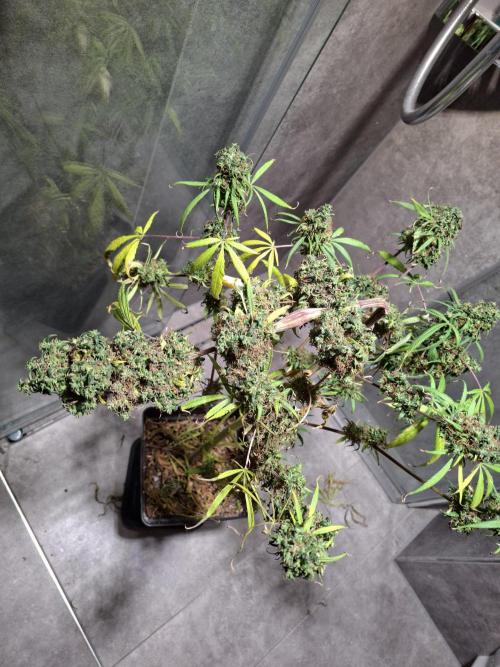 Nigerian Sativa #2 - Love of Landrace. Week 1