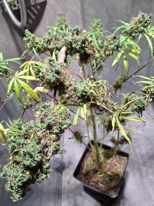 Nigerian Sativa #2 - Love of Landrace. Week 1