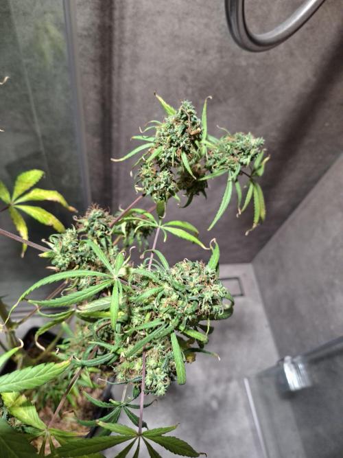 Nigerian Sativa #2 - Love of Landrace. Week 1