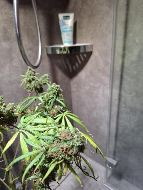 Nigerian Sativa #2 - Love of Landrace. Week 1
