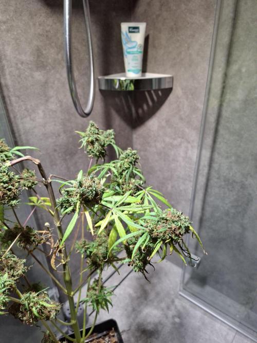 Nigerian Sativa #2 - Love of Landrace. Week 1