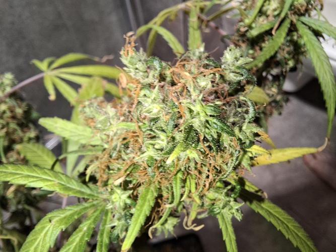 Nigerian Sativa #2 - Love of Landrace. Week 1