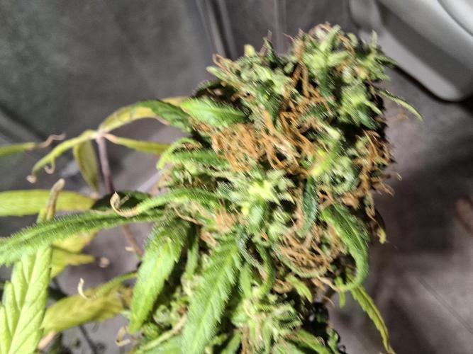 Nigerian Sativa #2 - Love of Landrace. Week 1