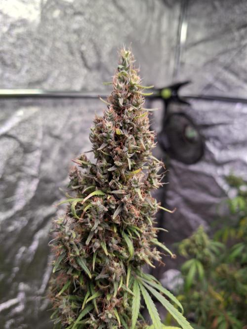 80s Durban Poison - Love of Landrace. Week 21