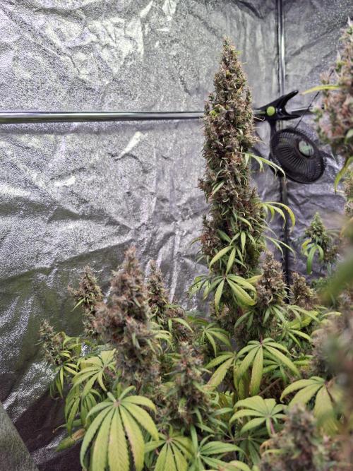 80s Durban Poison - Love of Landrace. Week 21