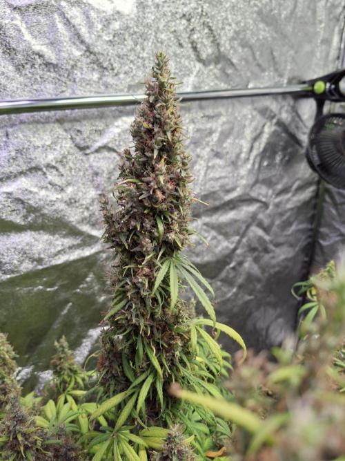 80s Durban Poison - Love of Landrace. Week 21