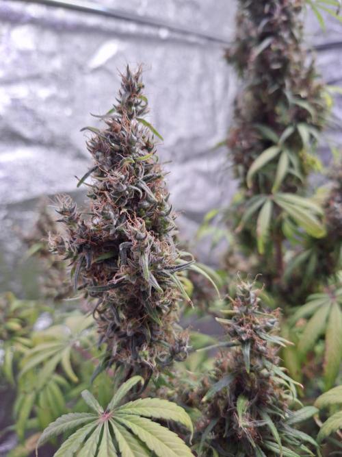 80s Durban Poison - Love of Landrace. Week 21