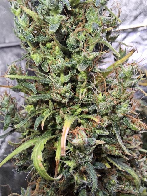 80s Durban Poison - Love of Landrace. Week 21