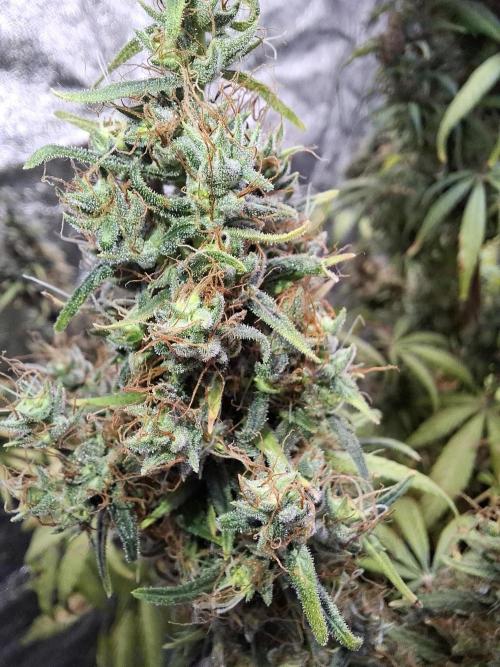 80s Durban Poison - Love of Landrace. Week 21