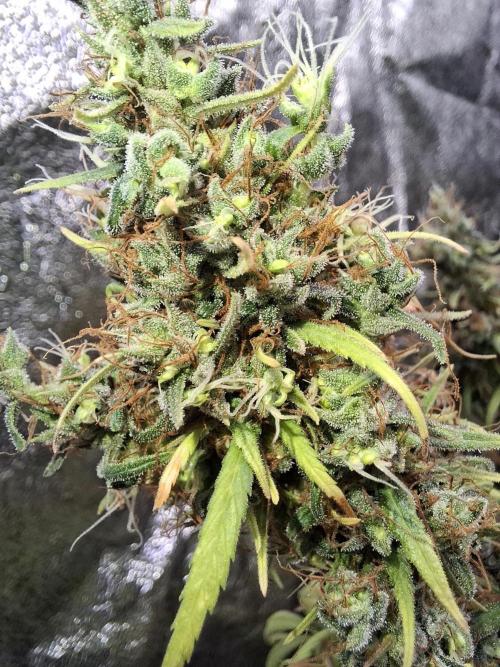 80s Durban Poison - Love of Landrace. Week 21