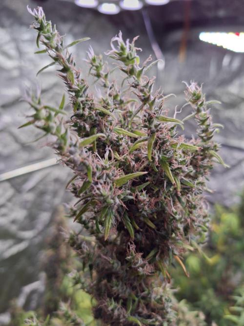 Ivory Coast Landrace - Love of Landrace. Week 19