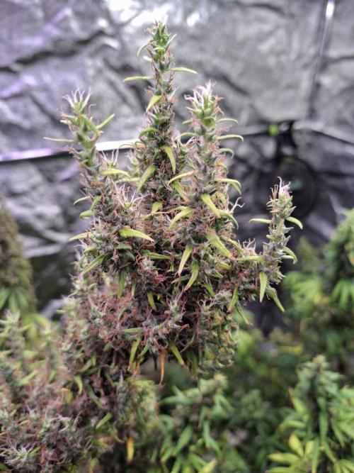 Ivory Coast Landrace - Love of Landrace. Week 19
