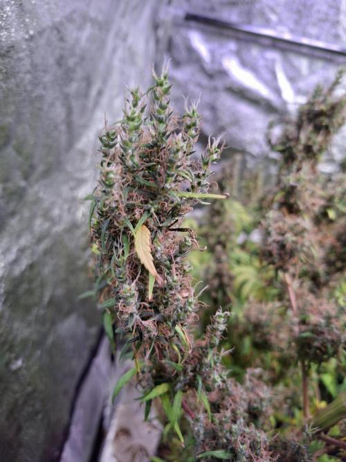 Ivory Coast Landrace - Love of Landrace. Week 19