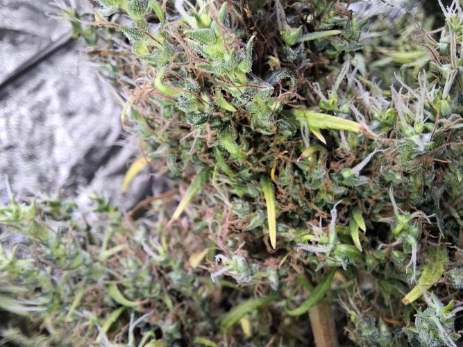 Ivory Coast Landrace - Love of Landrace. Week 19