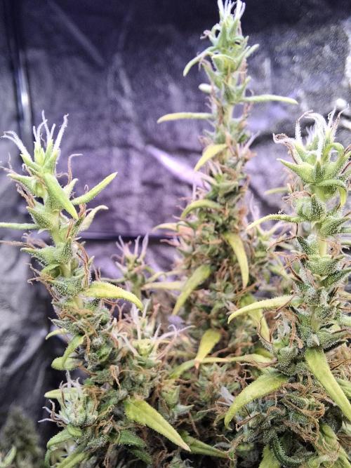 Ivory Coast Landrace - Love of Landrace. Week 19