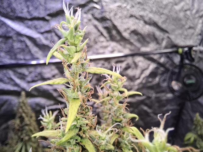 Ivory Coast Landrace - Love of Landrace. Week 19