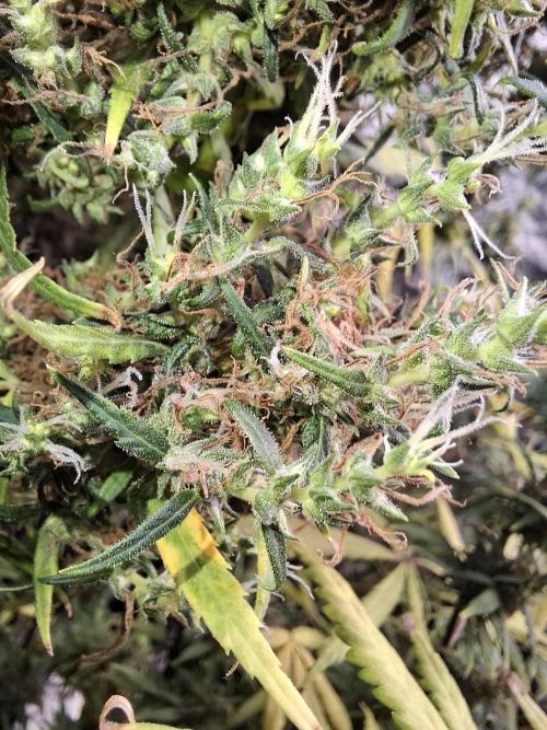 Ivory Coast Landrace - Love of Landrace. Week 19