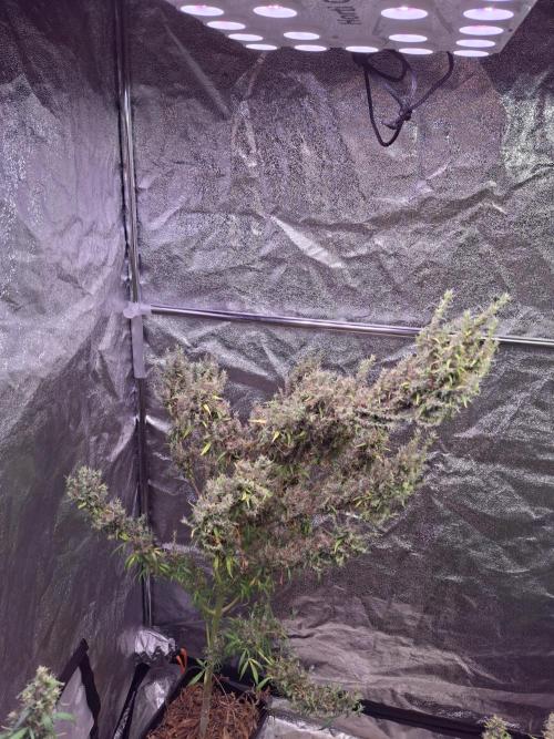 Ivory Coast Landrace - Love of Landrace. Week 20