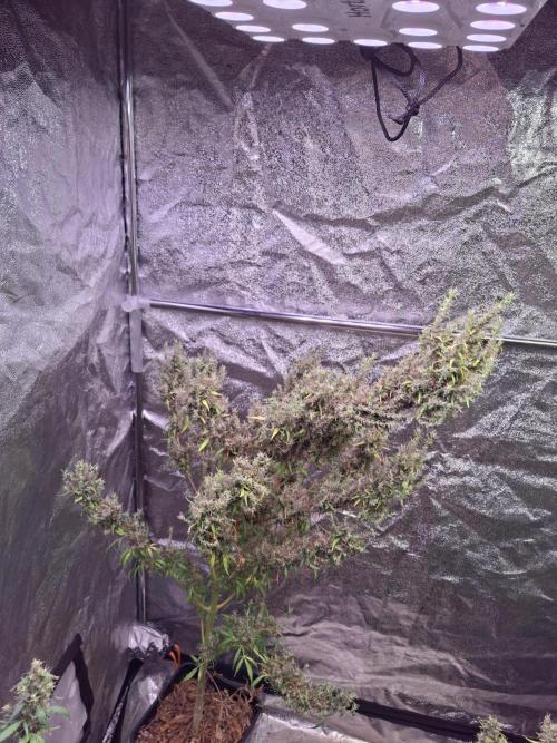 Ivory Coast Landrace - Love of Landrace. Week 20