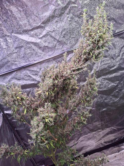 Ivory Coast Landrace - Love of Landrace. Week 20
