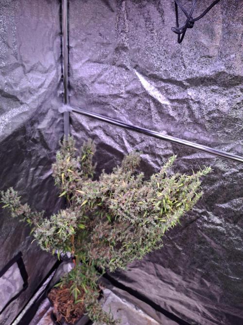 Ivory Coast Landrace - Love of Landrace. Week 20