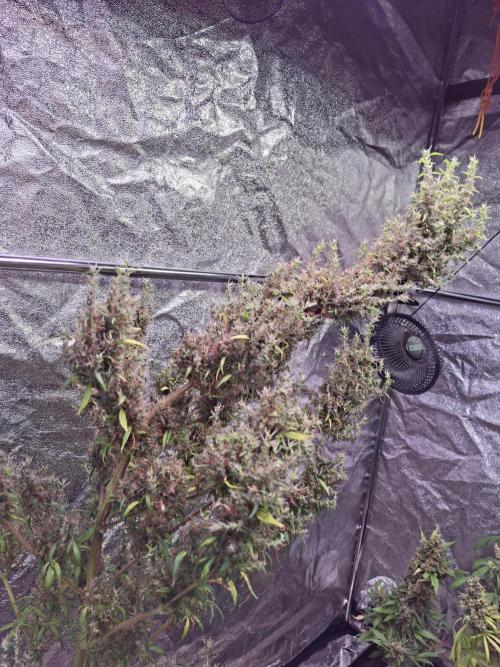 Ivory Coast Landrace - Love of Landrace. Week 20