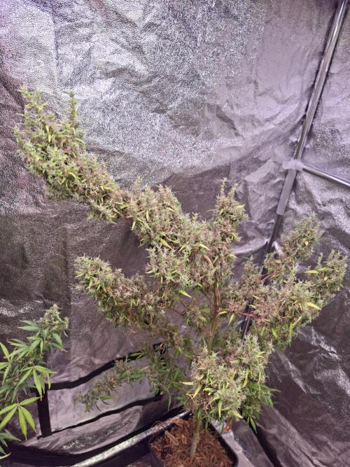 Ivory Coast Landrace - Love of Landrace. Week 20