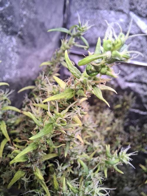 Ivory Coast Landrace - Love of Landrace. Week 20
