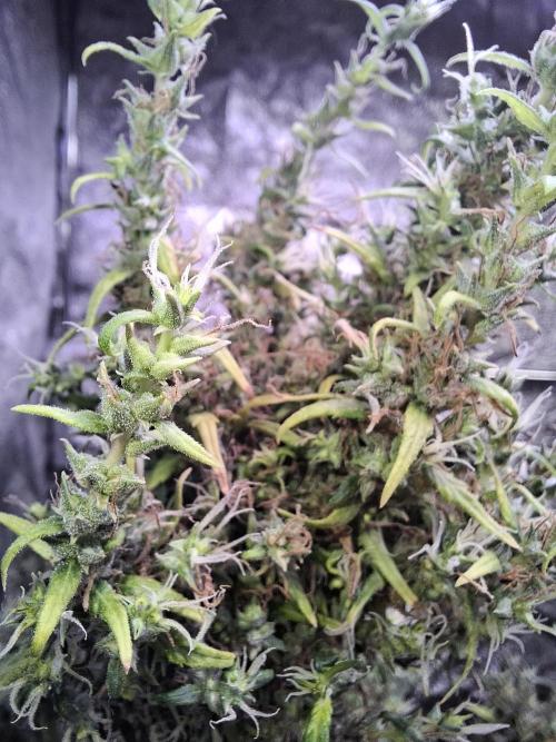 Ivory Coast Landrace - Love of Landrace. Week 20