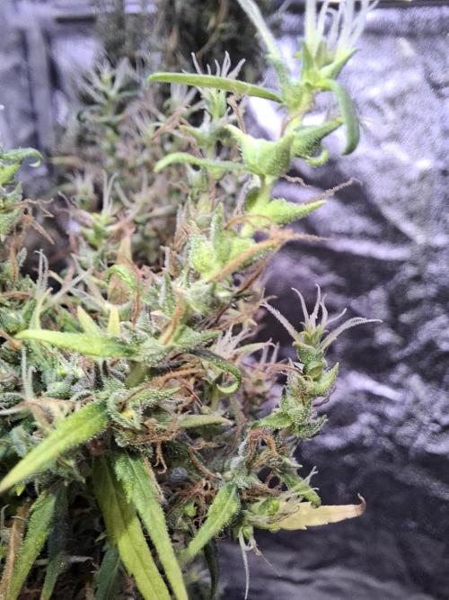 Ivory Coast Landrace - Love of Landrace. Week 20