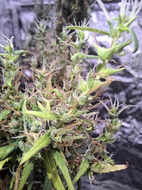 Ivory Coast Landrace - Love of Landrace. Week 20