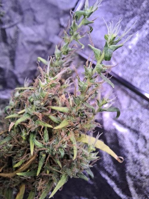 Ivory Coast Landrace - Love of Landrace. Week 20