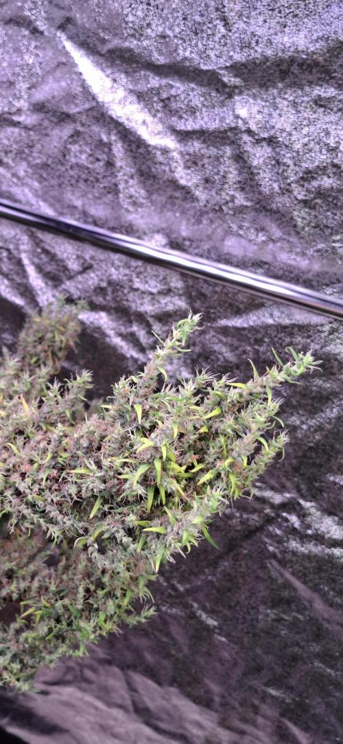 Ivory Coast Landrace - Love of Landrace. Week 20