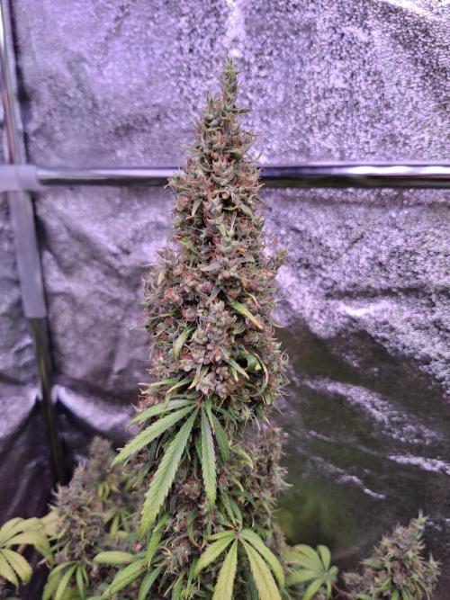 80s Durban Poison - Love of Landrace. Week 22